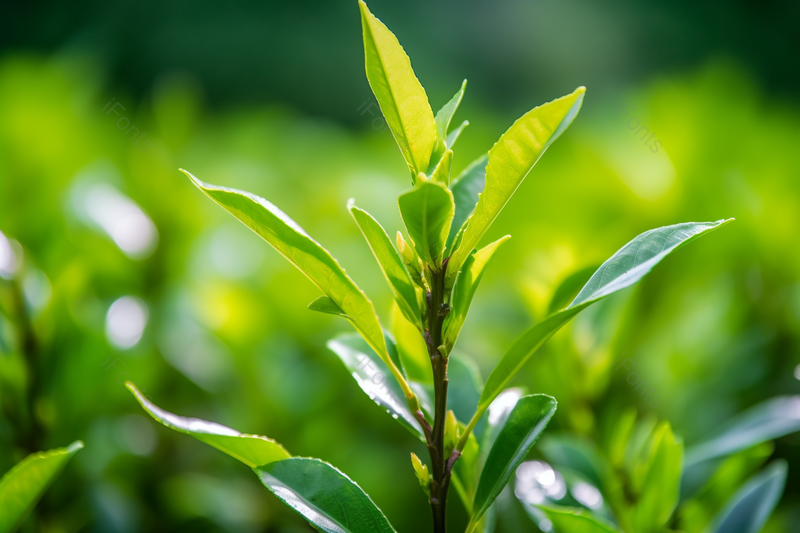 绿色春天茶园茶芽微镜头拍摄,高清,摄影图,摄影图片,图片大全,摄影图免费下载